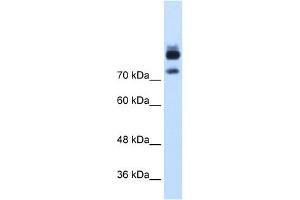 MTMR1 antibody used at 1. (MTMR1 anticorps  (C-Term))