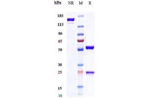 Anti-IL-33 Reference Antibody (etokimab) on SDS-PAGE under reducing (R) condition.