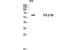 Western Blot (WB) analysis of 3T3 lysis using TGFbeta RII antibody. (TGFBR2 anticorps  (Tyr159))