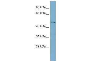 WB Suggested Anti-C1GALT1 Antibody Titration:  0. (C1GALT1 anticorps  (Middle Region))