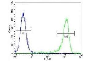 MLH1 antibody flow cytometric analysis of K562 cells (green) compared to a negative control (blue). (MLH1 anticorps  (AA 452-480))