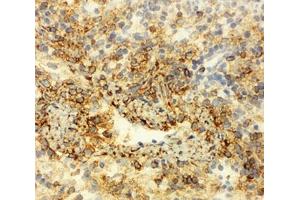 IHC-F testing of Annexin VI antibody and rat spleen tissue (ANXA6 anticorps  (C-Term))