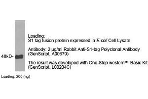 Image no. 1 for anti-S1-Tag antibody (ABIN1573920) (S1-Tag anticorps)