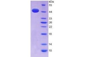 SDS-PAGE (SDS) image for Interferon alpha (IFNA) (AA 24-189) protein (His tag,GST tag) (ABIN6238643)