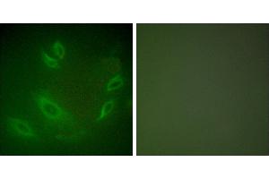 Peptide - +Immunofluorescence analysis of HeLa cells, using HSP105 antibody (#C0231). (HSPH1 anticorps)