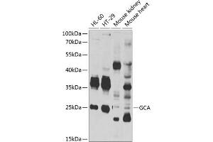 Western blot analysis of extracts of various cell lines, using GCA antibody (ABIN6131692, ABIN6141005, ABIN6141006 and ABIN6222887) at 1:1000 dilution. (Grancalcin anticorps  (AA 1-217))