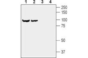 Western blot analysis of rat brain synaptosomal fraction (lanes 1 and 3) and mouse brain synaptosomal fraction (lanes 2 and 4): - 1,2.