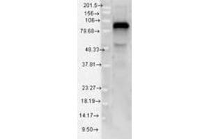 Image no. 1 for anti-Toll-Like Receptor 4 (TLR4) (AA 420-435) antibody (ABIN1491512)