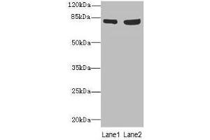Western blot All lanes: TARS antibody at 4. (TARS anticorps  (AA 1-230))