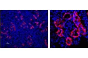 Expression of Aquaporin 3 in rat kidney - Immunohistochemical staining of rat kidney paraffin-embedded sections using Anti-Aquaporin 3-ATTO Fluor-594 Antibody (ABIN7042938), (1:100).