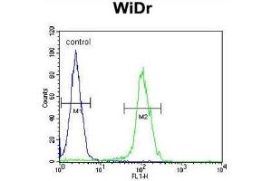 BEX1 Antibody (Center) flow cytometric analysis of WiDr cells (right histogram) compared to a negative control cell (left histogram). (BEX1 anticorps  (Middle Region))