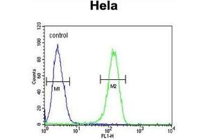 ADCY4 Antibody (Center) flow cytometric analysis of Hela cells (right histogram) compared to a negative control cell (left histogram). (ADCY4 anticorps  (Middle Region))