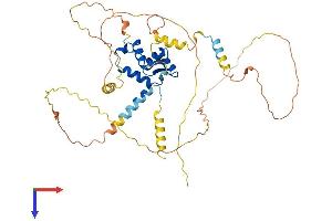 AlphaFold protein structure predicition of Human Recombinant FOXN2 Protein, UniprotID P32314