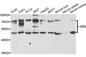 Western blot analysis of extracts of various cell lines, using GRN antibody. (Granulin anticorps)