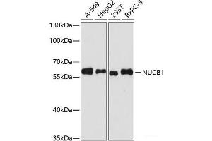 Western blot analysis of extracts of various cell lines using NUCB1 Polyclonal Antibody at dilution of 1:3000. (Nucleobindin 1 anticorps)