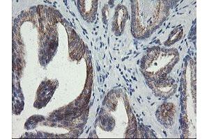 Image no. 5 for anti-Src-like-adaptor 2 (SLA2) antibody (ABIN1500948) (SLAP2 anticorps)