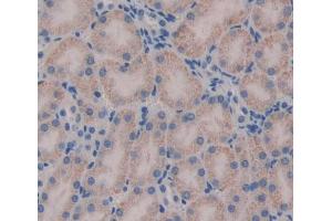 IHC-P analysis of kidney tissue, with DAB staining. (HADH anticorps  (AA 1-167))