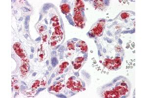 Anti-TBKBP1 antibody IHC of human placenta. (TBKBP1 anticorps  (AA 300-350))