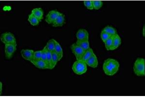 Immunofluorescent analysis of HepG2 cells using ABIN7145231 at dilution of 1:100 and Alexa Fluor 488-congugated AffiniPure Goat Anti-Rabbit IgG(H+L) (BBS1 anticorps  (AA 217-417))