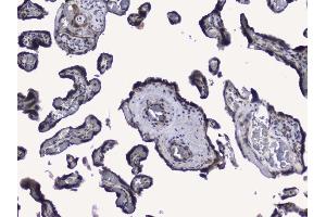 IHC analysis of RALBP1 using anti-RALBP1 antibody (ABIN5692936). (RALBP1 anticorps  (AA 239-506))