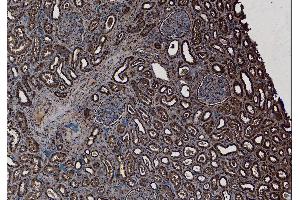 (ABIN184618) (7 μg/mL) staining of paraffin embedded Human Kidney.