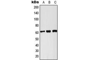 Western blot analysis of PKLR expression in Hela (A), Raw264. (PKLR anticorps  (C-Term))