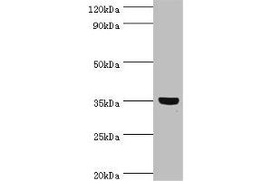 Western blot All lanes: GLYATL1 antibody at 8 μg/mL + Rat liver tissue Secondary Goat polyclonal to rabbit IgG at 1/10000 dilution Predicted band size: 36, 39 kDa Observed band size: 36 kDa (GLYATL1 anticorps  (AA 1-302))