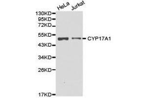 Western Blotting (WB) image for anti-Cytochrome P450, Family 17, Subfamily A, Polypeptide 1 (CYP17A1) antibody (ABIN1872155) (CYP17A1 anticorps)