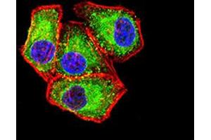 Immunofluorescence analysis of Hela cells using APAF1 mouse mAb (green). (APAF1 anticorps  (AA 1138-1237))