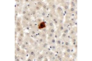 Immunohistochemistry of EI24 in rat liver tissue with EI24 antibody at 5 ug/mL.