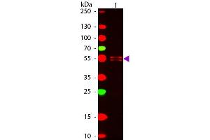 Western Blot of ATTO 647N conjugated Goat anti-Mouse IgG1 (gamma 1 chain) Pre-adsorbed secondary antibody. (Chèvre anti-Souris IgG1 (Heavy Chain) Anticorps (Atto 647N) - Preadsorbed)