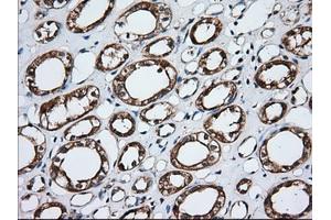 Image no. 7 for anti-Golgi Reassembly Stacking Protein 1, 65kDa (GORASP1) antibody (ABIN1498488)