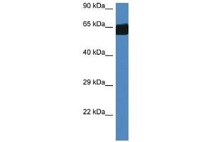 Western Blot showing Fmo3 antibody used at a concentration of 1. (FMO3 anticorps  (Middle Region))