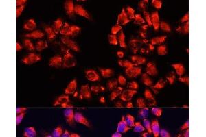 Immunofluorescence analysis of HeLa cells using ALDH7A1 Polyclonal Antibody at dilution of 1:100. (ALDH7A1 anticorps)