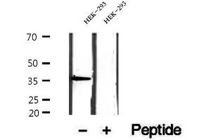 Western blot analysis of extracts of HEK-293 cells, using EIF3I antibody. (EIF3I anticorps  (C-Term))