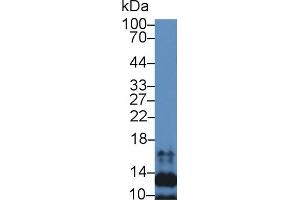 Detection of SLC in Mouse Spleen lysate using Polyclonal Antibody to Secondary Lymphoid Tissue Chemokine (SLC)