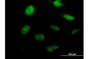Immunofluorescence of purified MaxPab antibody to NKX2-8 on HeLa cell. (NKX2-8 anticorps  (AA 1-239))