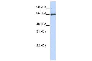 Western Blotting (WB) image for anti-Heat Shock 70kDa Protein 2 (HSPA2) antibody (ABIN2459891) (HSPA2 anticorps)