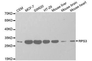 Western blot analysis of extracts of various cell lines, using RPS3 antibody.