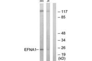 Western blot analysis of extracts from 293/Jurkat cells, using EFNA1 Antibody. (Ephrin A1 anticorps  (AA 66-115))