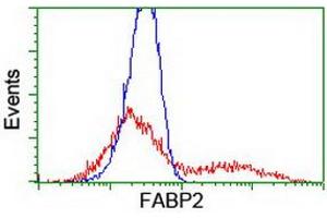 HEK293T cells transfected with either RC210206 overexpress plasmid (Red) or empty vector control plasmid (Blue) were immunostained by anti-FABP2 antibody (ABIN2455045), and then analyzed by flow cytometry. (FABP2 anticorps)
