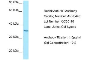 Western Blotting (WB) image for anti-Hydroxypyruvate Isomerase (Putative) (HYI) (C-Term) antibody (ABIN2789849) (HYI anticorps  (C-Term))