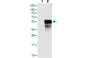 Western blot analysis of Lane 1: Negative control (vector only transfected HEK293T lysate), Lane 2: Over-expression Lysate (Co-expressed with a C-terminal myc-DDK tag (~3. (TEX9 anticorps)