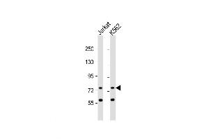 Western Blot at 1:1000 dilution Lane 1: Jurkat whole cell lysate Lane 2: K562 whole cell lysate Lysates/proteins at 20 ug per lane. (ATG16L2 anticorps  (AA 277-304))