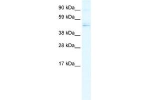 WB Suggested Anti-TFDP1 Antibody Titration:  0. (DP1 anticorps  (N-Term))