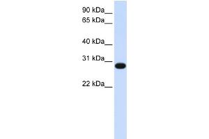 WB Suggested Anti-GINS2 Antibody Titration:  0. (GINS2 anticorps  (N-Term))