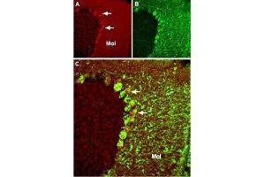Expression of TRPC4 in mouse cerebellum - Immunohistochemical staining of mouse cerebellum frozen sections with Anti-TRPC4 Antibody (ABIN7043821, ABIN7043970 and ABIN7043971).