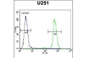 Flow cytometric analysis of U251 cells (right histogram) compared to a negative control cell (left histogram). (CXCR7 anticorps  (C-Term))