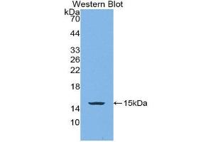 Western Blotting (WB) image for anti-Bone Morphogenetic Protein 4 (BMP4) (AA 293-408) antibody (Biotin) (ABIN1171979)