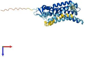 AlphaFold protein structure predicition of Human Recombinant OR56B1 Protein, UniprotID Q8NGI3